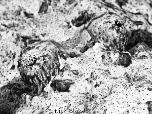 Crocodile fish close up.
Nikon D300, 60mm Macro. by Nick Blake 